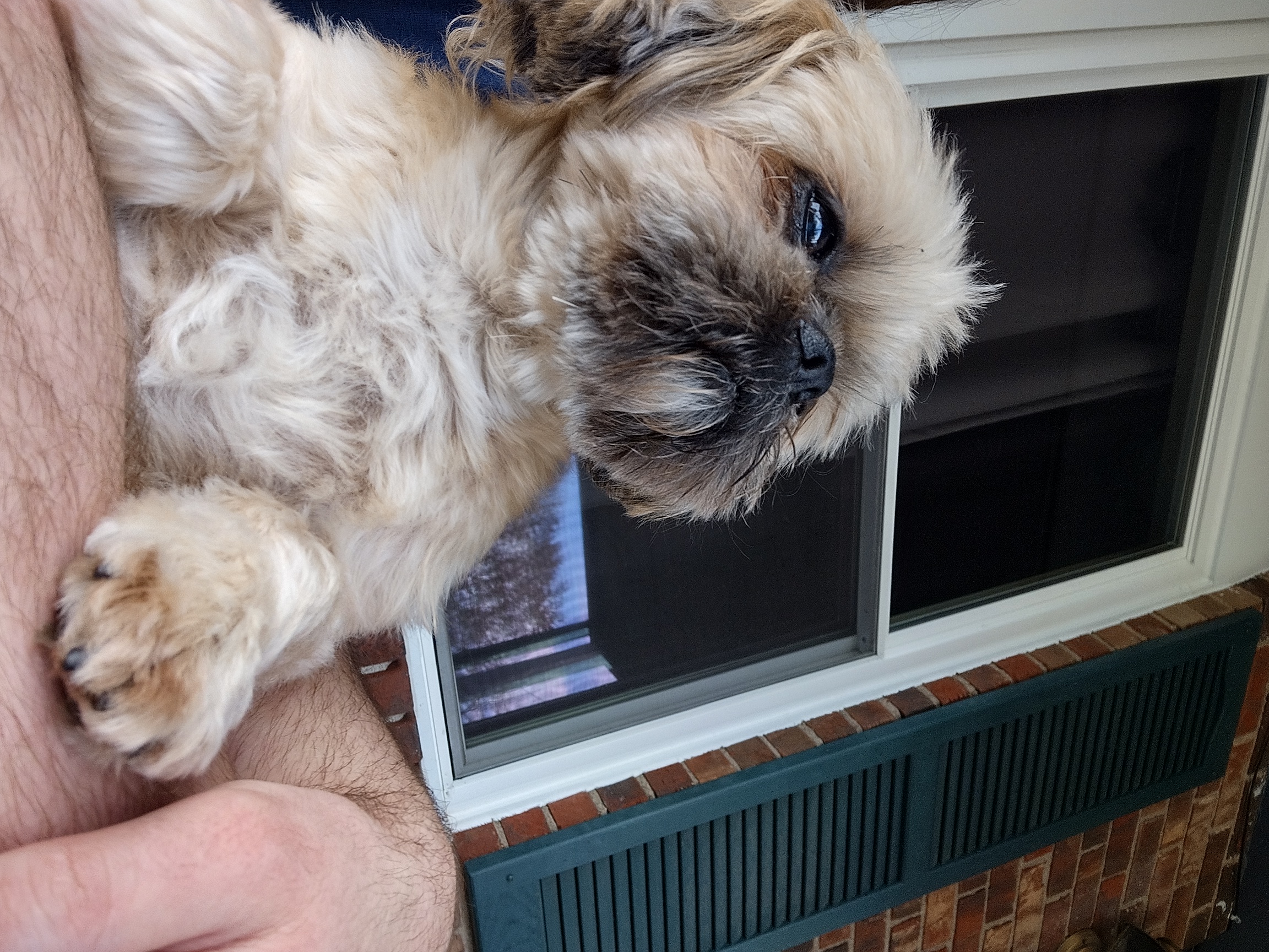Small light brown dog
