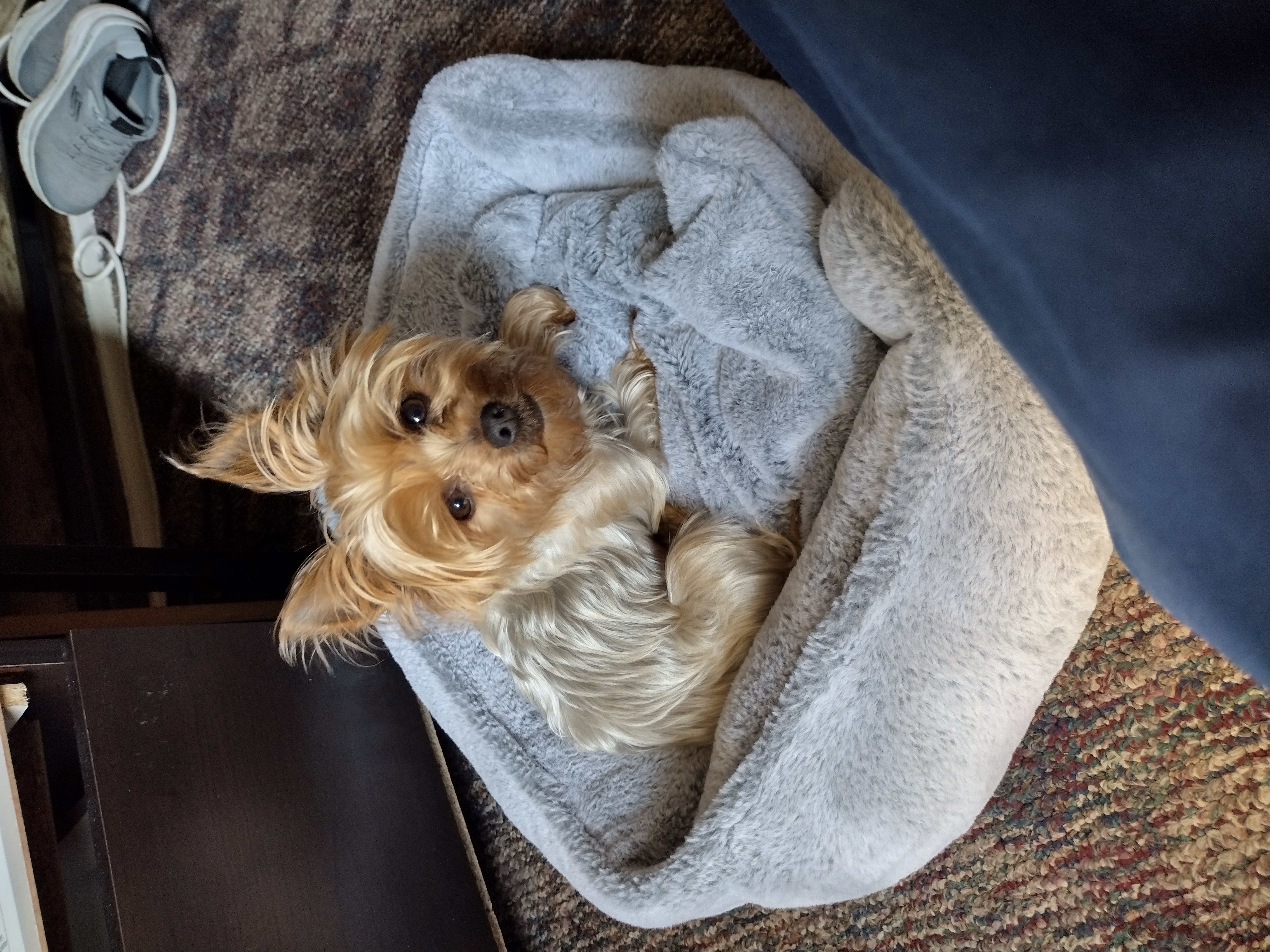Another small brown dog